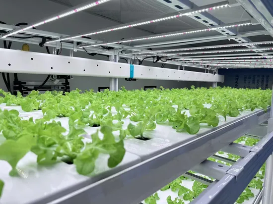 NFT Vertical Hydroponic System with Full Spectrum LED