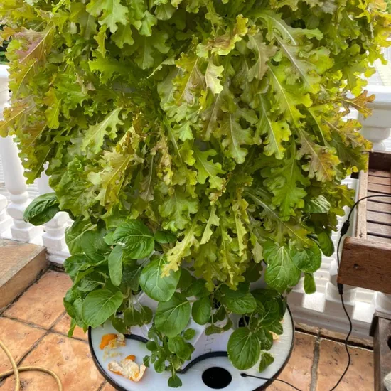 Commercial Vertical Hydroponic Towers Growing Systems