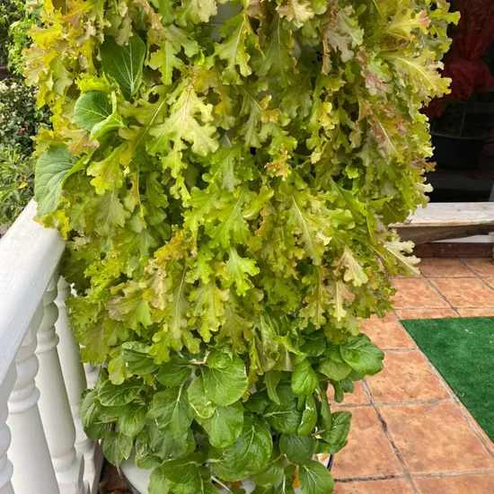Commercial Vertical Hydroponic Towers Growing Systems