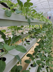 食品级 NFT 营养液槽，适用于垂直水培系统